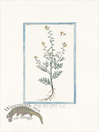 Bonelli 308 Wild watercress